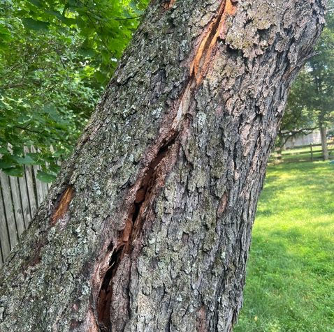 hazardous tree removal stroudsburg pa
