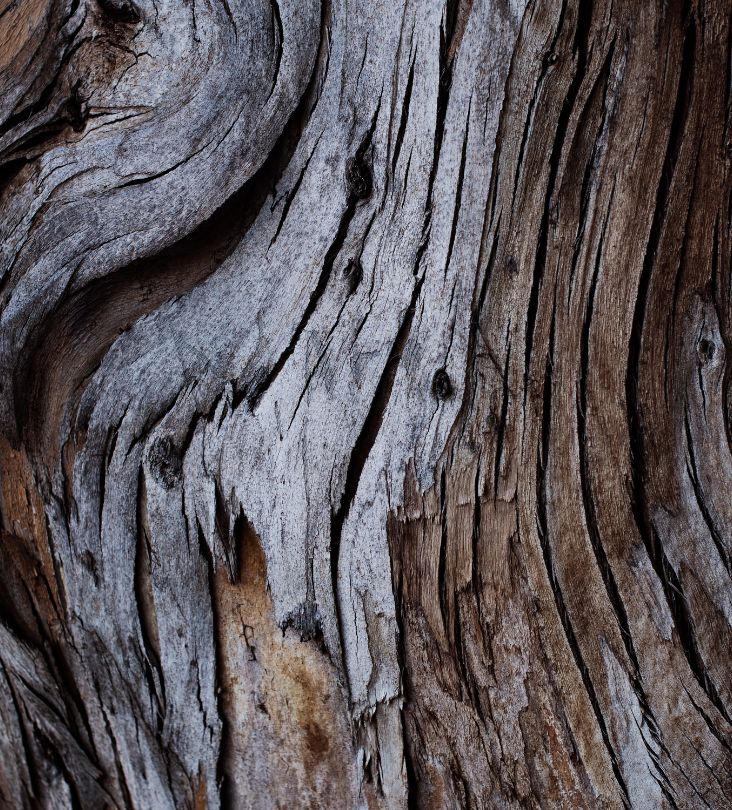 tree bark details stroudsburg pa