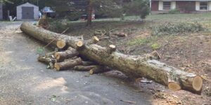 tree removal 2 stroudsburg pa