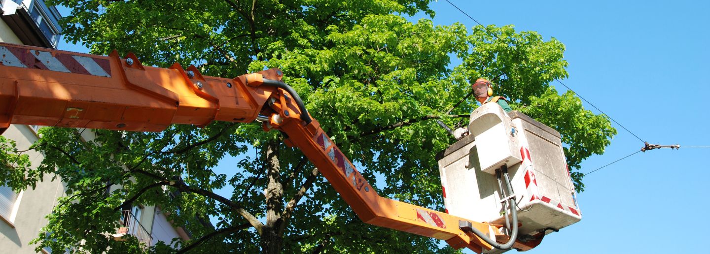 worker trimming tree using crane stroudsburg pa